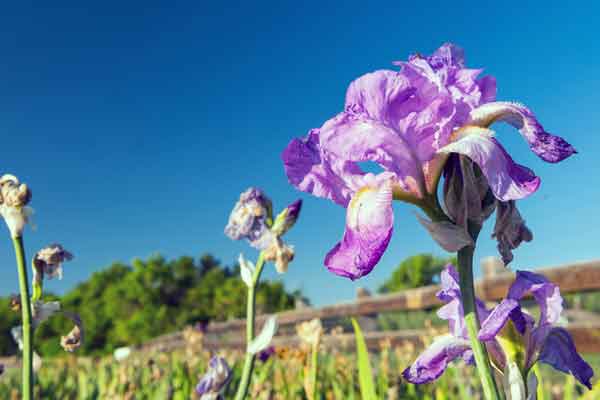 Denver Botanic Gardens - Chatfield Farms