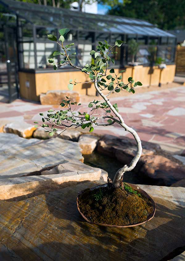 Denver Botanic Gardens - Japanese Garden - Bill Hosokawa Bonsai Pavillion