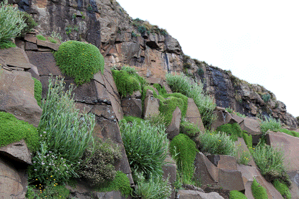 Denver Botanic Gardens - Steppe Garden