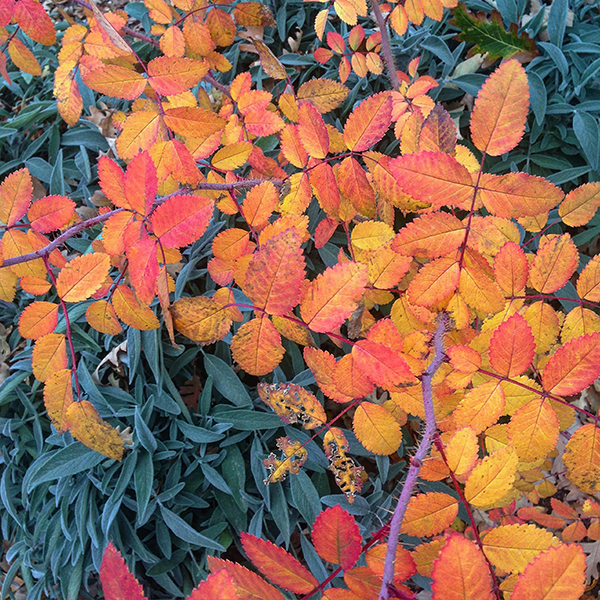 Denver Botanic Gardens - Steppe Garden