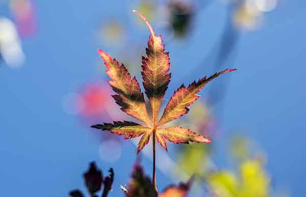 Denver Botanic Gardens - Haiku Walk