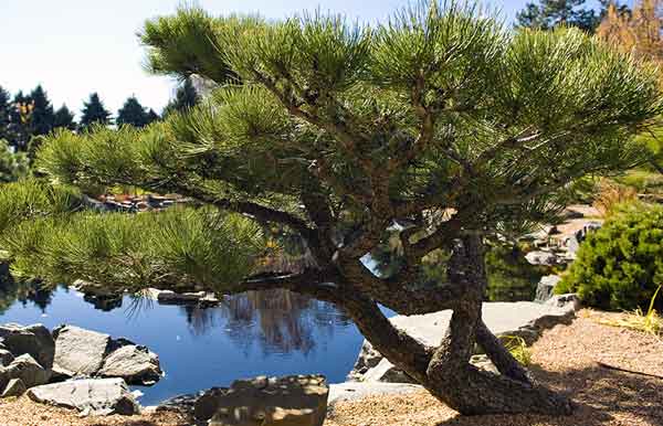 Denver Botanic Gardens - Haiku Walk