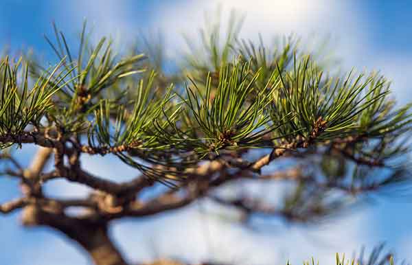 Denver Botanic Gardens - Haiku Walk