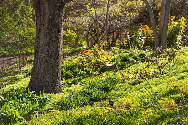 Denver Botanic Gardens